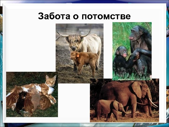 Выводить потомство. Забота о потомстве. Как животные заботятся о потомстве. Забота о потомстве активная пассивная превентивная. Забота о потомстве у млекопитающих.