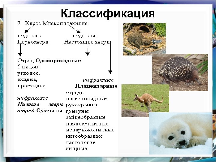 Классификация 