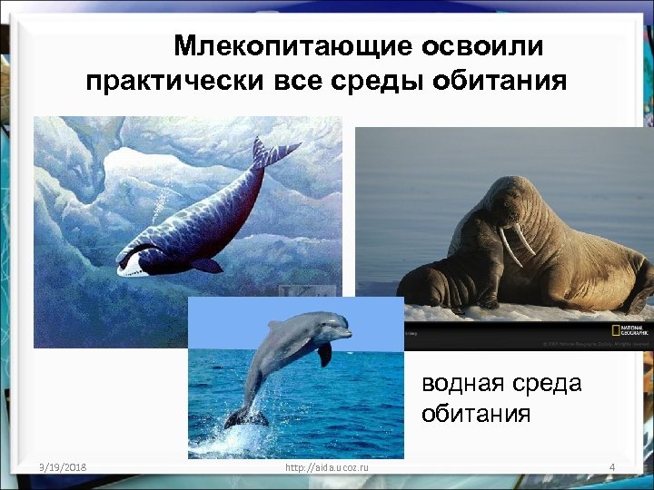 Млекопитающие освоили практически все среды обитания водная среда обитания 3/19/2018 http: //aida. ucoz. ru