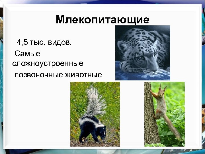 Млекопитающие это класс или тип. Зоология млекопитающие. Класс млекопитающие или звери. Класс млекопитающие Зоология. Человек млекопитающее.