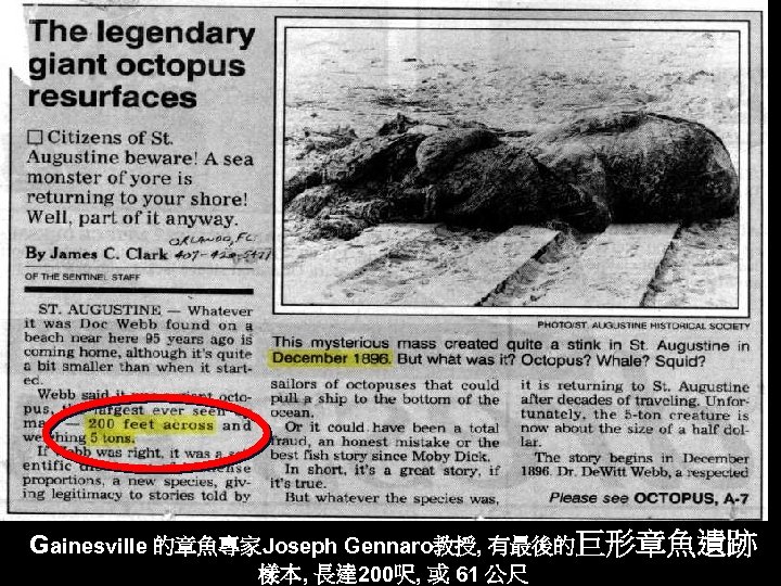 Gainesville 的章魚專家Joseph Gennaro教授, 有最後的巨形章魚遺跡 樣本, 長達 200呎, 或 61 公尺 