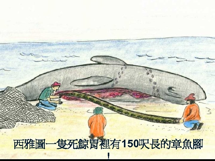 Whale cut open with octopus arm (drawing) 西雅圖一隻死鯨胃裡有150呎長的章魚腳 ! 