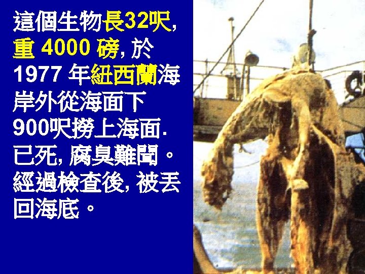 這個生物長 32呎, 重 4000 磅, 於 1977 年紐西蘭海 岸外從海面下 900呎撈上海面. 已死, 腐臭難聞。 經過檢查後, 被丟