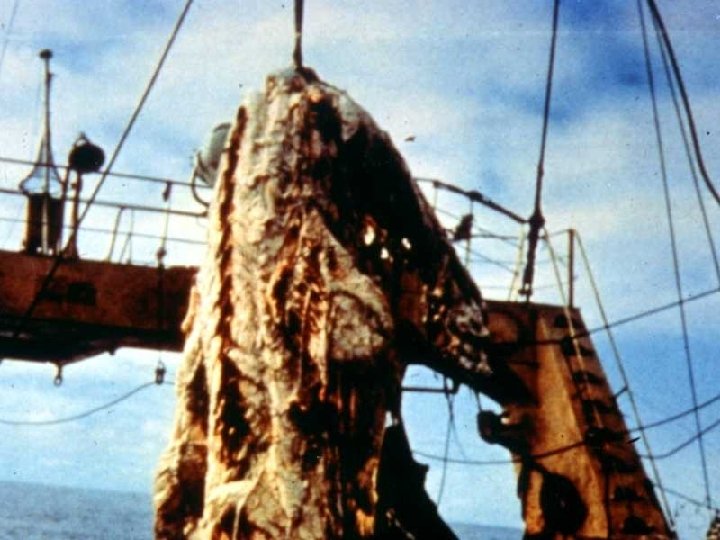 Japanese catch Plesiosaur 