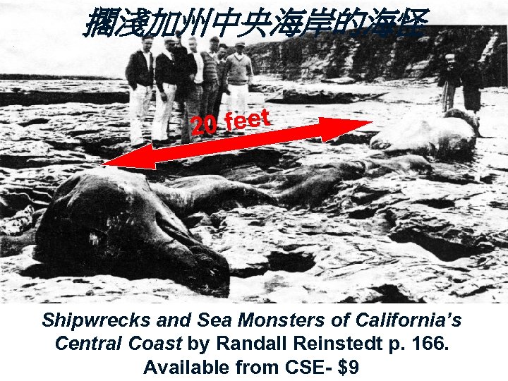 擱淺加州中央海岸的海怪 people looking at it 0 feet 2 Shipwrecks and Sea Monsters of California’s