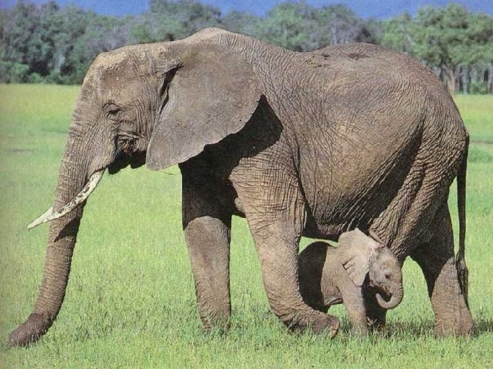 Mother and baby elephant Glencoe Biol p. 497 