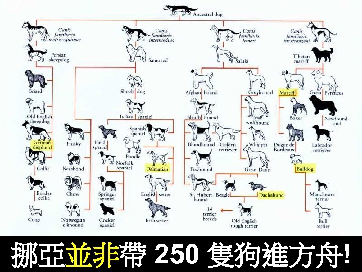 Dog breeds 挪亞並非帶 250 隻狗進方舟! 