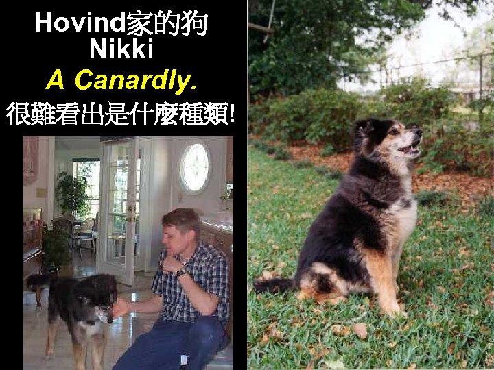 Hovind家的狗 Nikki A Canardly. 很難看出是什麼種類! 