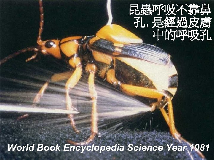 昆蟲呼吸不靠鼻 孔, 是經過皮膚 中的呼吸孔 World Book Encyclopedia Science Year 1981 