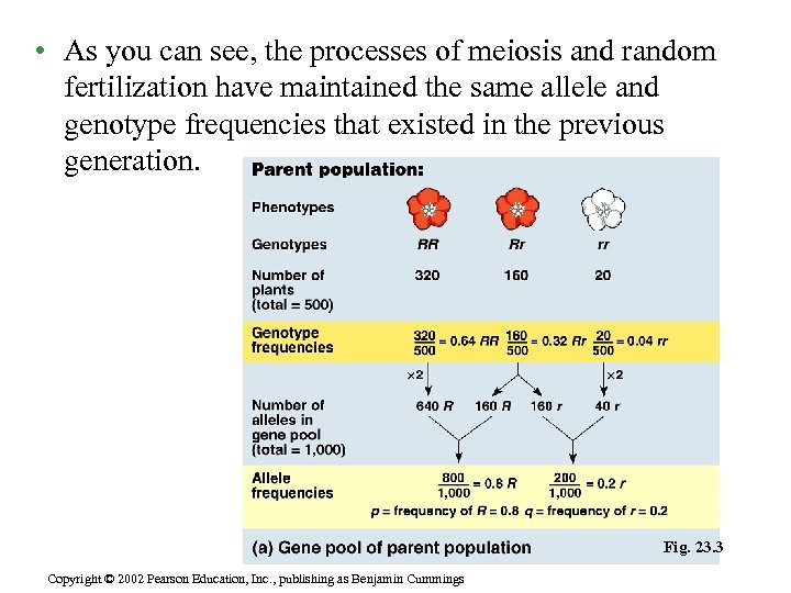  • As you can see, the processes of meiosis and random fertilization have
