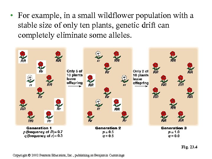  • For example, in a small wildflower population with a stable size of