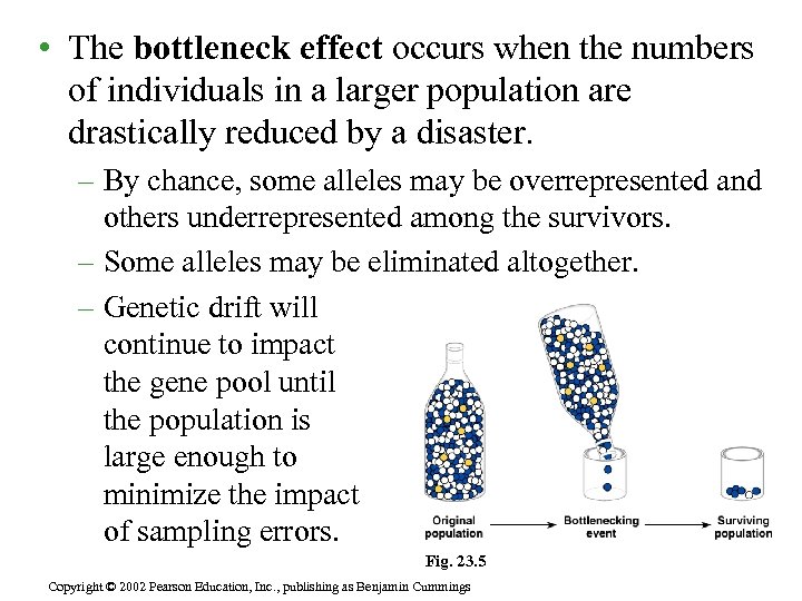  • The bottleneck effect occurs when the numbers of individuals in a larger