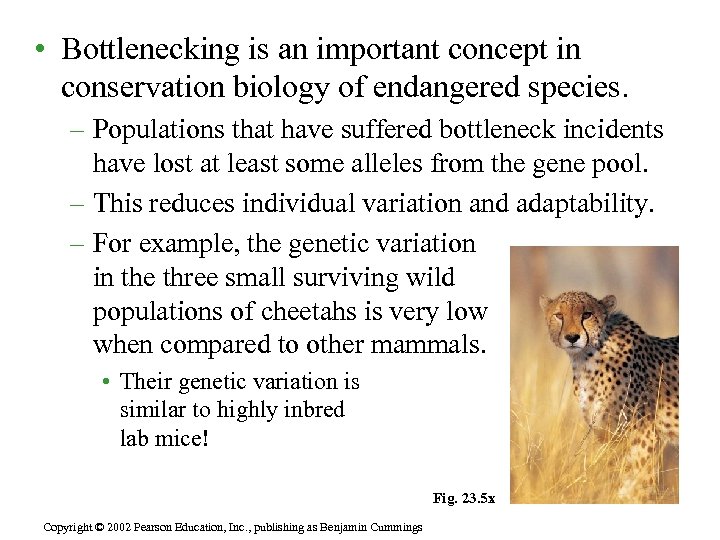  • Bottlenecking is an important concept in conservation biology of endangered species. –