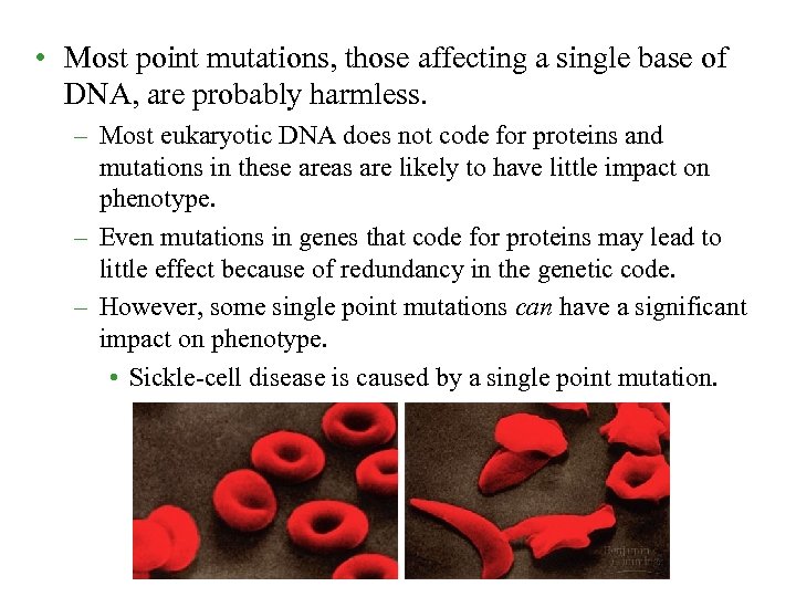 • Most point mutations, those affecting a single base of DNA, are probably