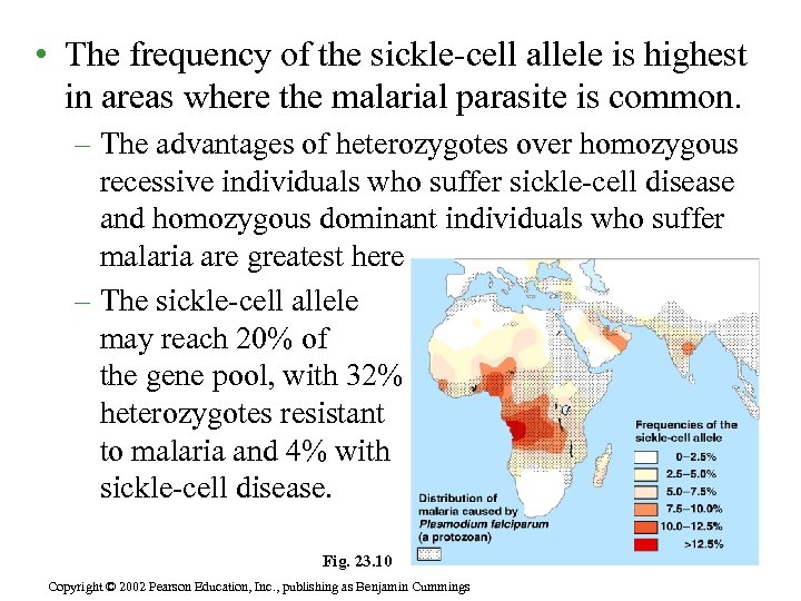  • The frequency of the sickle-cell allele is highest in areas where the