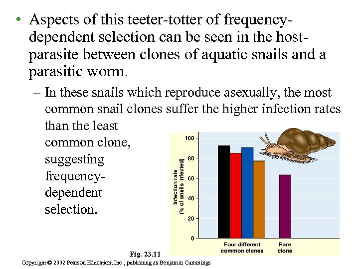  • Aspects of this teeter-totter of frequencydependent selection can be seen in the