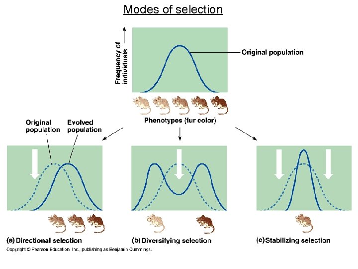 Modes of selection 