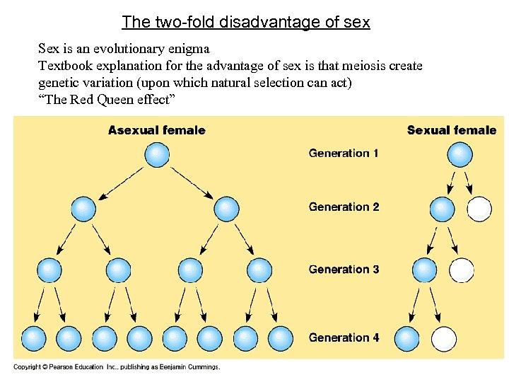 The two-fold disadvantage of sex Sex is an evolutionary enigma Textbook explanation for the