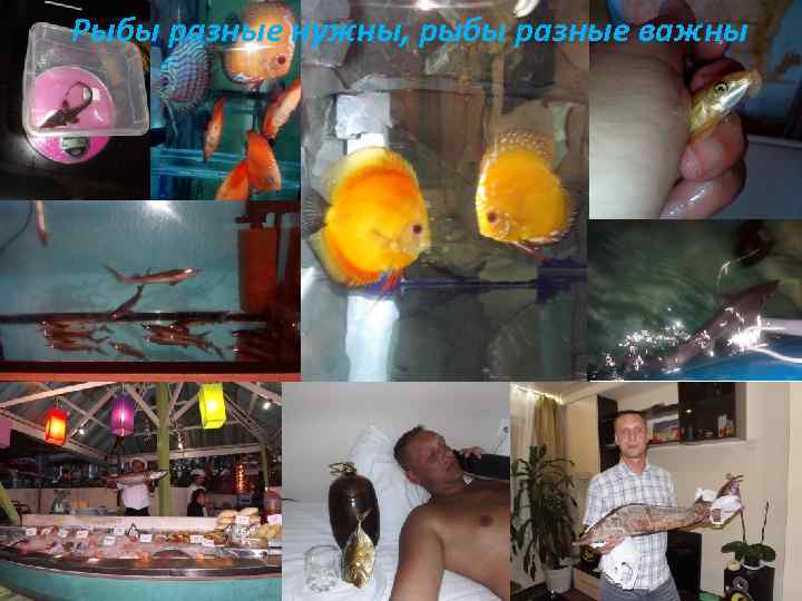 Рыбы разные нужны, рыбы разные важны 