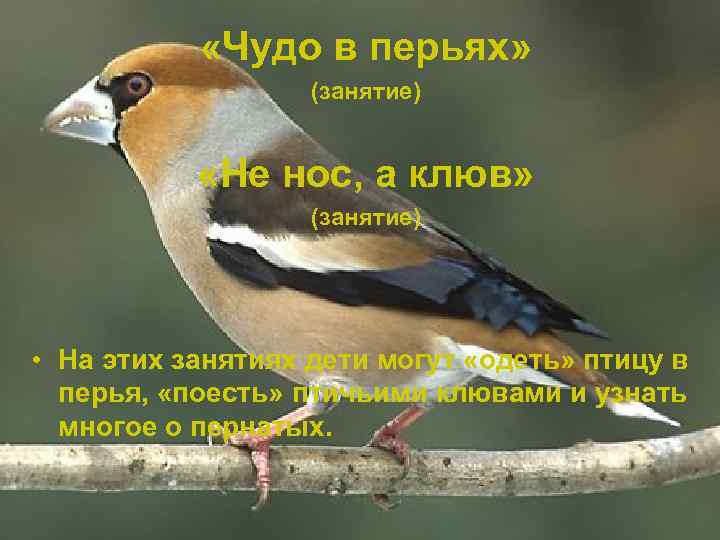  «Чудо в перьях» (занятие) «Не нос, а клюв» (занятие) • На этих занятиях