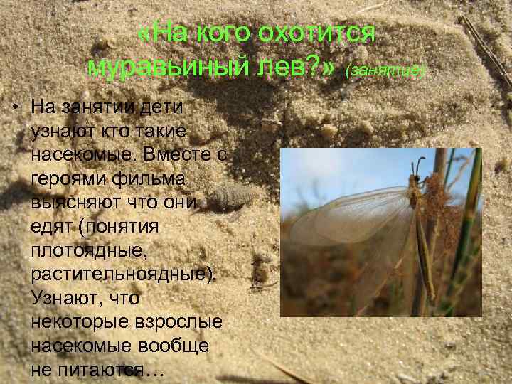  «На кого охотится муравьиный лев? » (занятие) • На занятии дети узнают кто