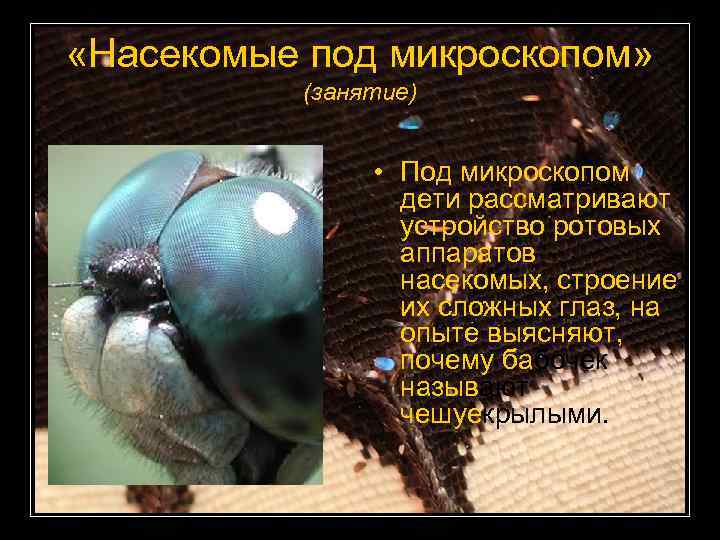  «Насекомые под микроскопом» (занятие) • Под микроскопом дети рассматривают устройство ротовых аппаратов насекомых,