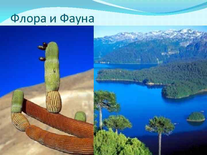 Флора и Фауна 