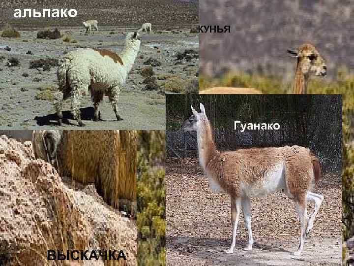 альпако ВИКУНЬЯ Гуанако ВЫСКАЧКА 