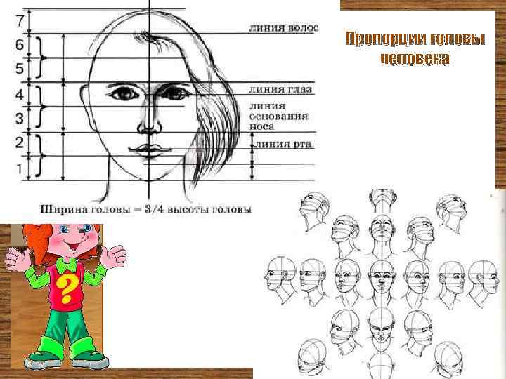 Пропорции головы человека 