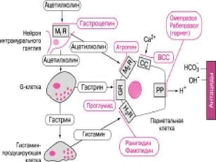 Механизм действия антацидных. Антацидные препараты механизм действия схема. Механизм действия антацидов схема. Механизм действия антацидов фармакология. Механизм действия невсасывающихся антацидных средств.