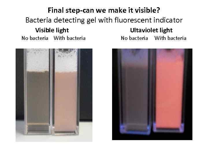 Final step-can we make it visible? Bacteria detecting gel with fluorescent indicator Visible light