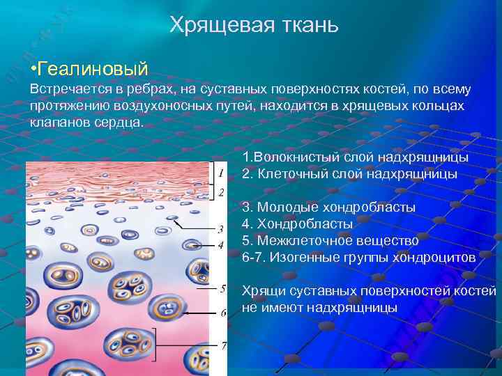 Хрящевая ткань • Геалиновый Встречается в ребрах, на суставных поверхностях костей, по всему протяжению