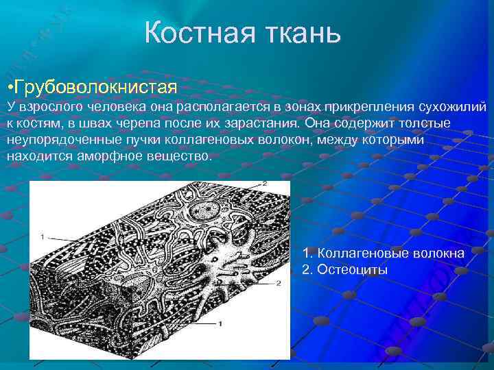 Костная ткань • Грубоволокнистая У взрослого человека она располагается в зонах прикрепления сухожилий к