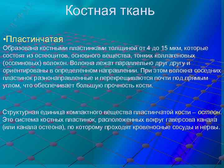 Костная ткань • Пластинчатая Образована костными пластинками толщиной от 4 до 15 мкм, которые