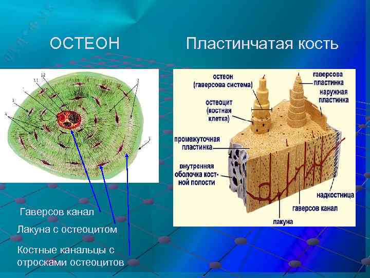 ОСТЕОН Гаверсов канал Лакуна с остеоцитом Костные канальцы с отросками остеоцитов Пластинчатая кость 