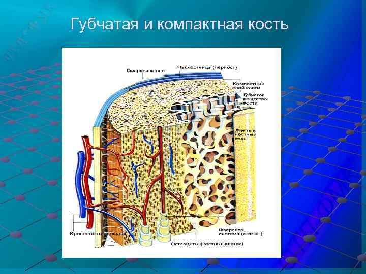 Губчатая и компактная кость 