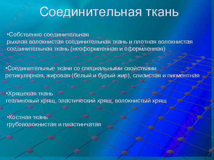 Соединительная ткань • Собственно соединительная рыхлая волокнистая соединительная ткань и плотная волокнистая соединительная ткань