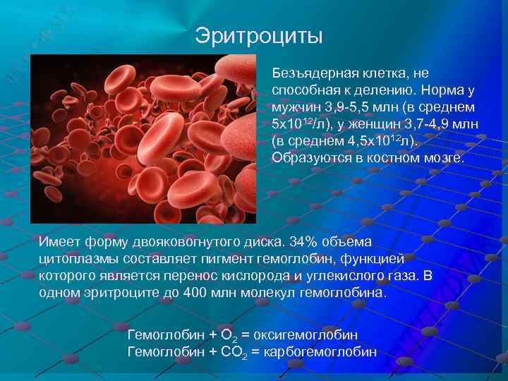 Эритроциты Безъядерная клетка, не способная к делению. Норма у мужчин 3, 9 -5, 5