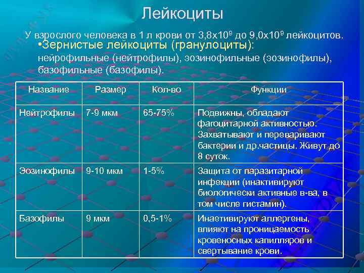 Лейкоциты У взрослого человека в 1 л крови от 3, 8 х109 до 9,