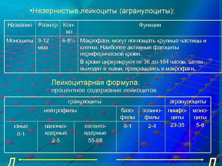  • Незернистые лейкоциты (агранулоциты): Название Размер Колво Функции Моноциты 9 -12 мкм 6