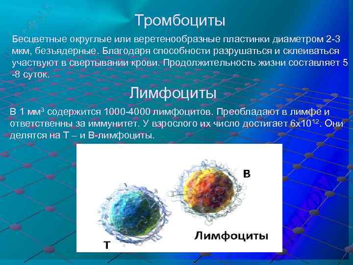 Тромбоциты Бесцветные округлые или веретенообразные пластинки диаметром 2 -3 мкм, безъядерные. Благодаря способности разрушаться