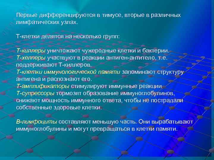 Первые дифференцируются в тимусе, вторые в различных лимфатических узлах. Т-клетки делятся на несколько групп: