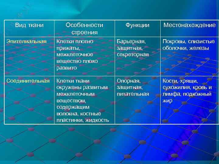 Вид ткани Особенности строения Функции Местонахождение Эпителиальная Клетки плотно прижаты, межклеточное вещество плохо развито