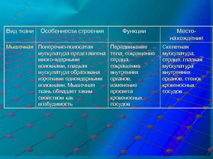 Вид ткани Особенности строения Мышечная Поперечно-полосатая мускулатура представлена много-ядерными волокнами, гладкая мускулатура образована короткими