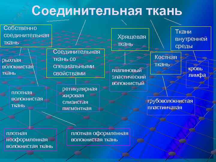 Соединительная ткань Собственно соединительная ткань рыхлая волокнистая ткань Хрящевая ткань Соединительная ткань со специальными