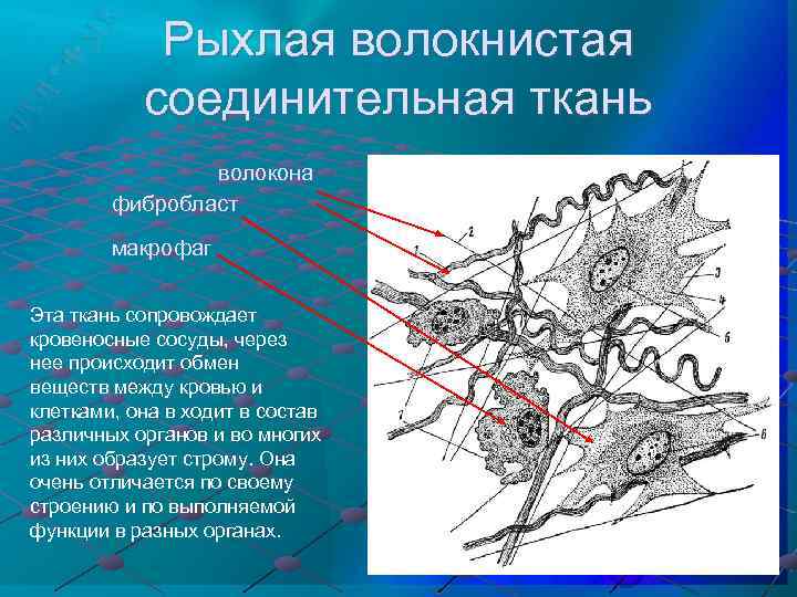 Соединительная ткань гистология презентация