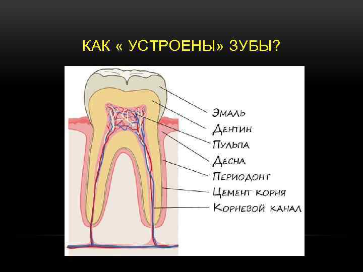 КАК « УСТРОЕНЫ» ЗУБЫ? 