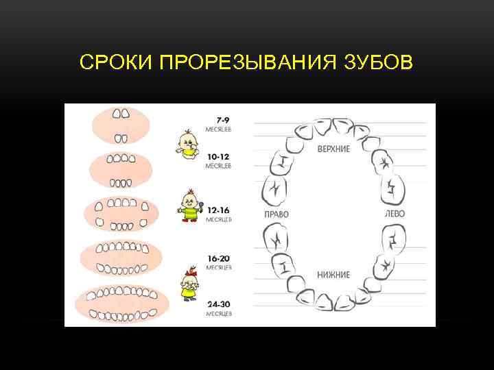 СРОКИ ПРОРЕЗЫВАНИЯ ЗУБОВ 