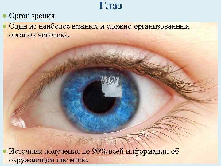 Глаз ● Орган зрения ● Один из наиболее важных и сложно организованных органов человека.