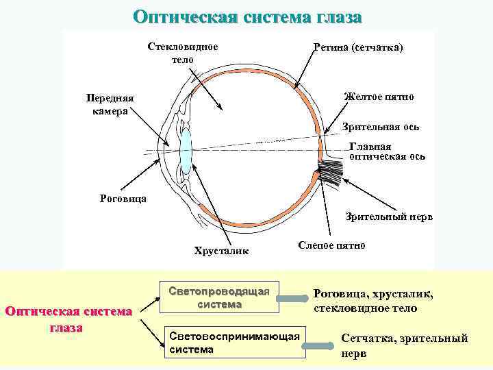 Оптическая система глаза Стекловидное тело Ретина (сетчатка) Желтое пятно Передняя камера Зрительная ось Главная